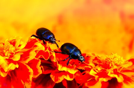 Marigold animals nature