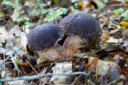Natural forest fungus
