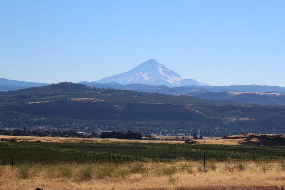 Columbia river oregon vineyard