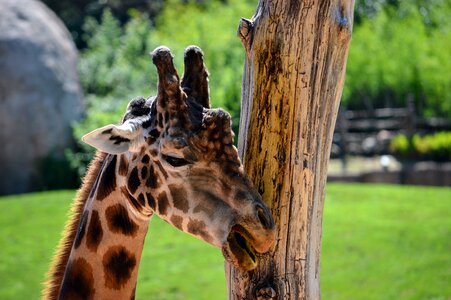 Nature africa animal