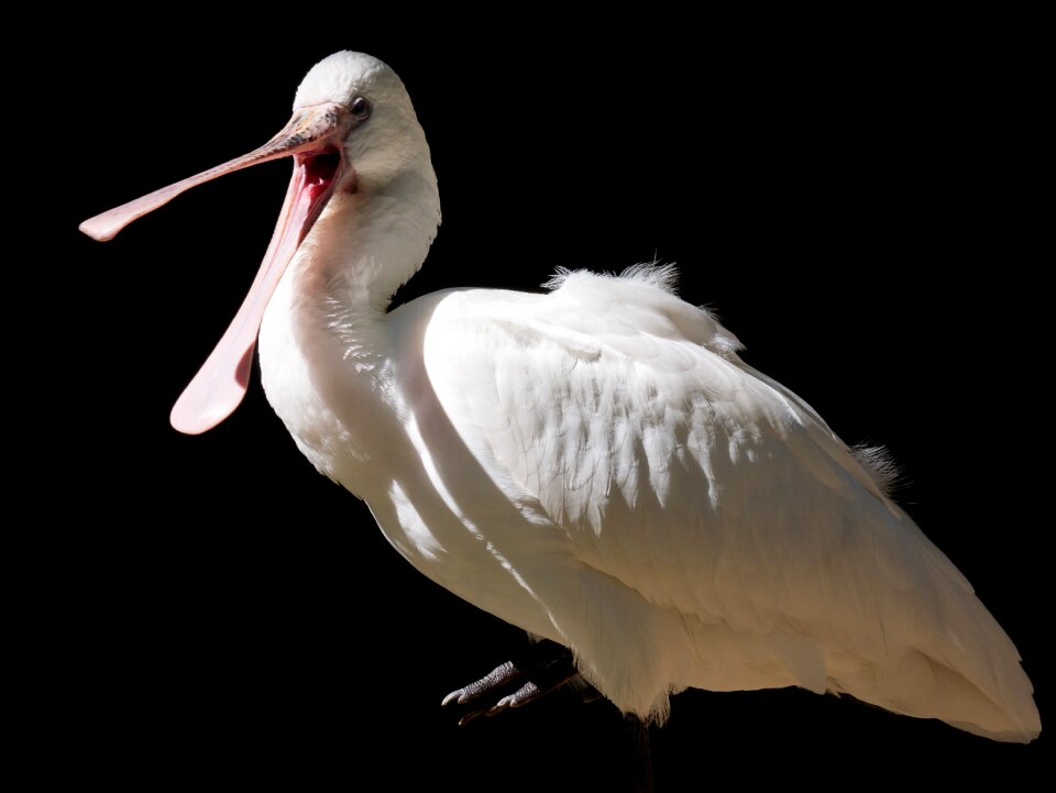 Water bird wing nature