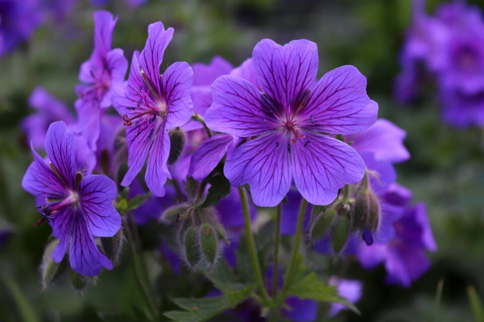 Plant garden cranesbill photo