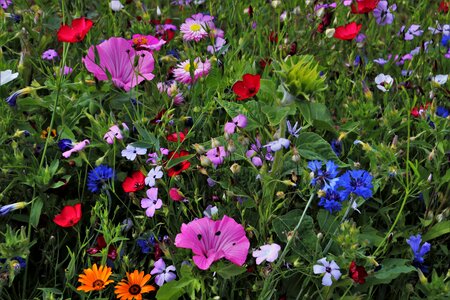 The beasts of the field plant summer