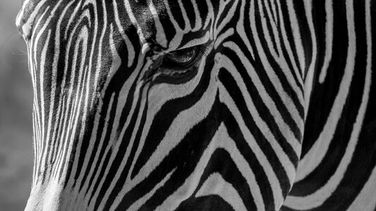 Black and white nature zoo