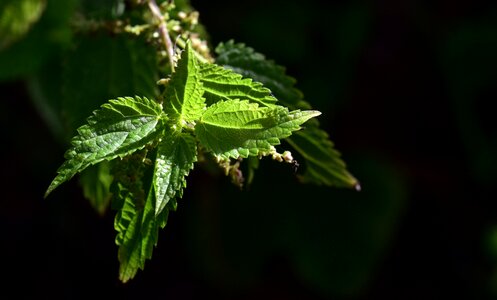 Nettle leaves green
