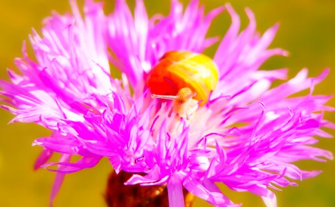 Flower petal posts