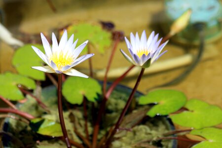 Plant pond nature photo