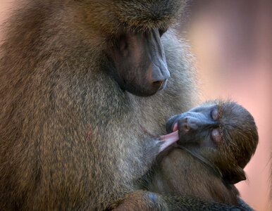 Zoo nature tiergarten photo