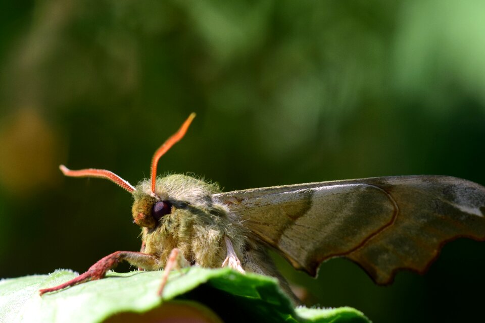 Insect wing macro