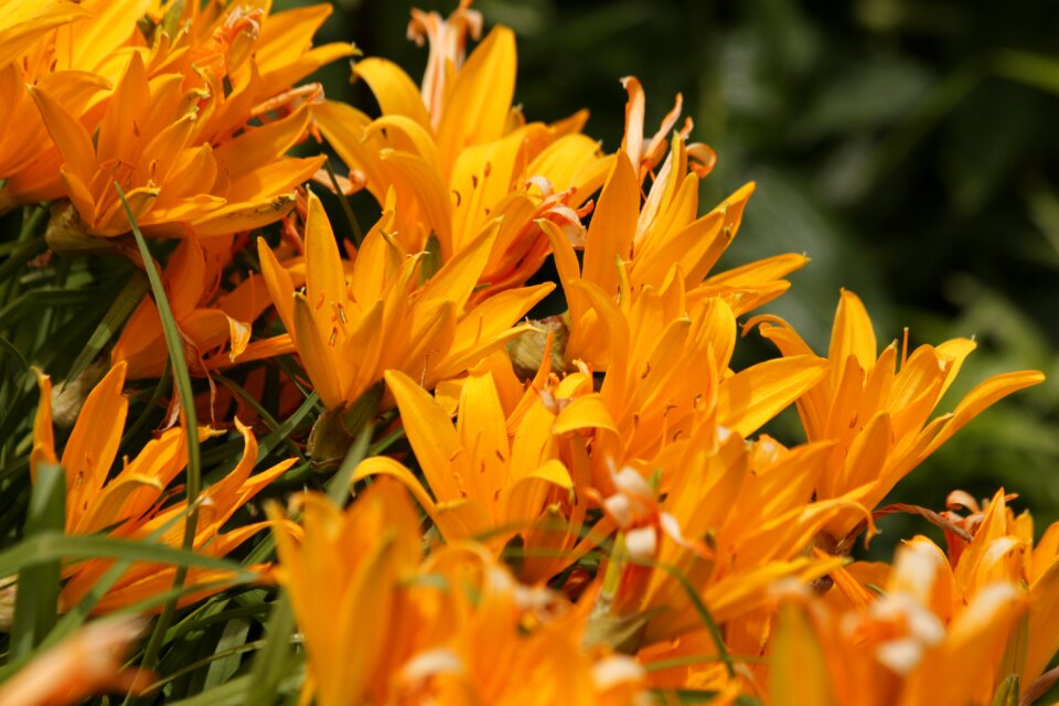 Nature yellow summer flowers