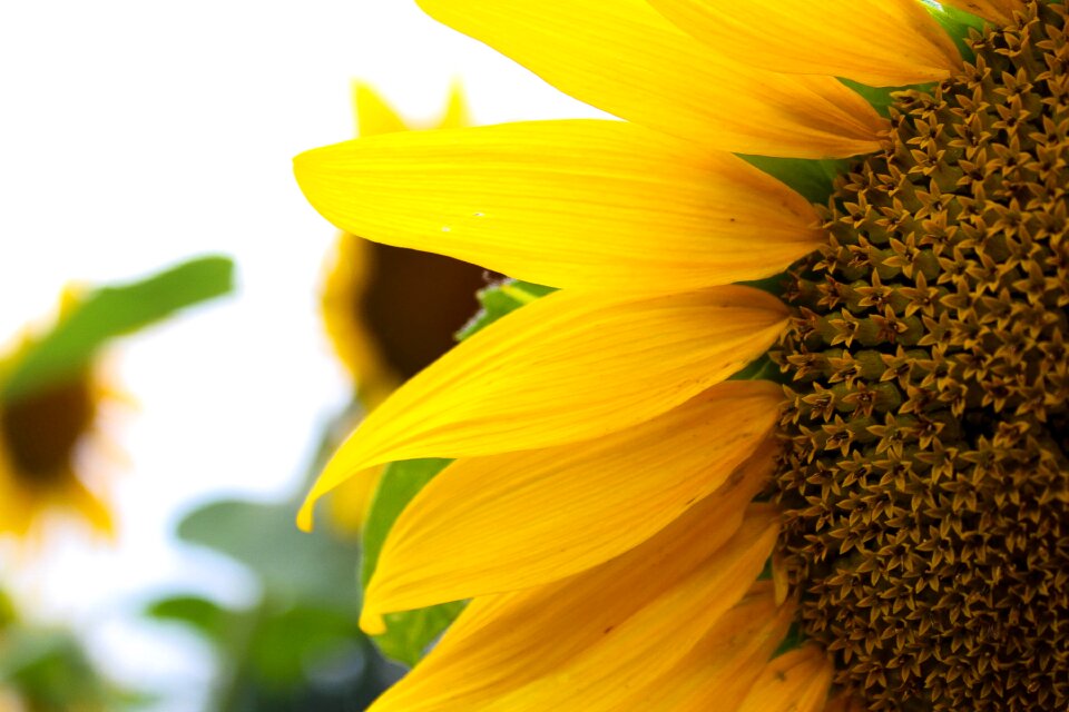 Bloom summer plant