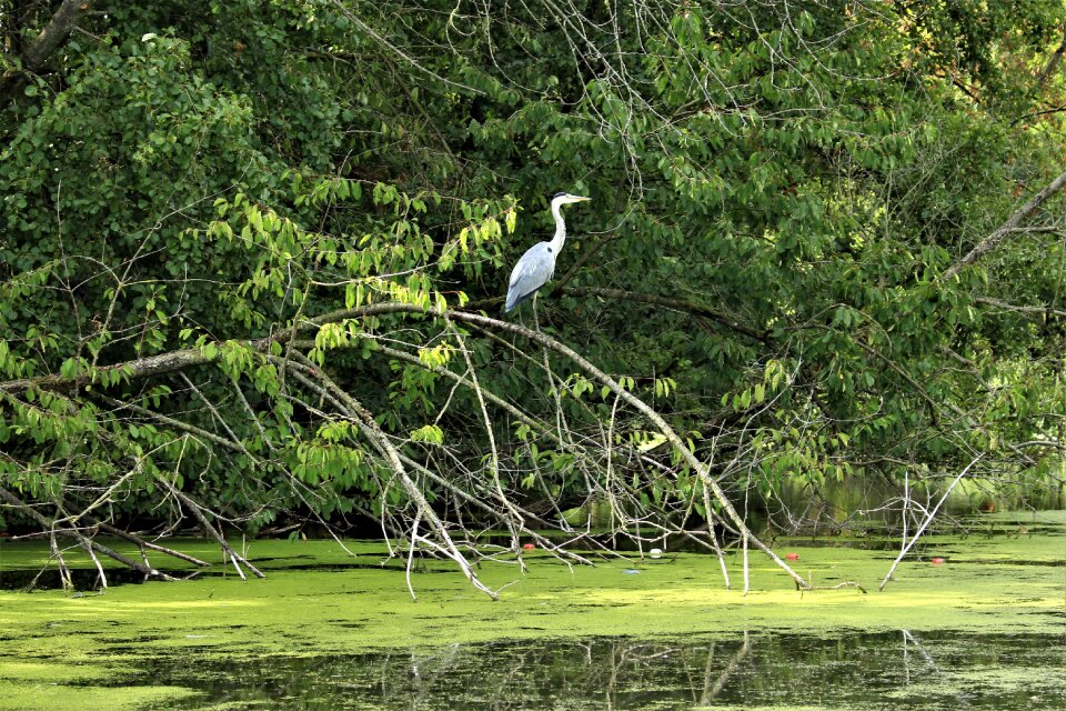 Bank bird royalty-free images