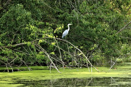 Bank bird royalty-free images
