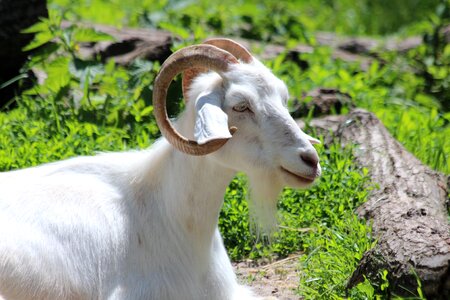 White pet pet meadow photo