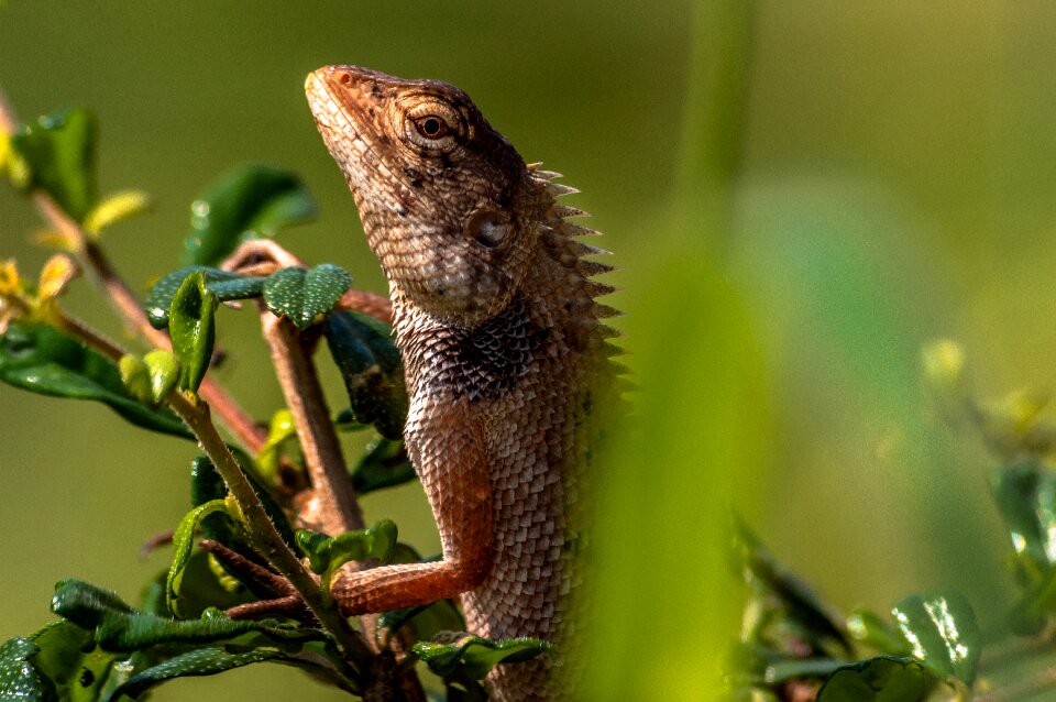 Reptile colorful color photo