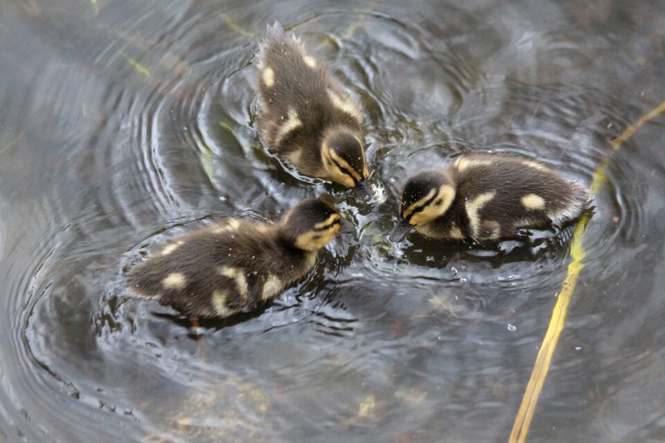 Young mallard living nature