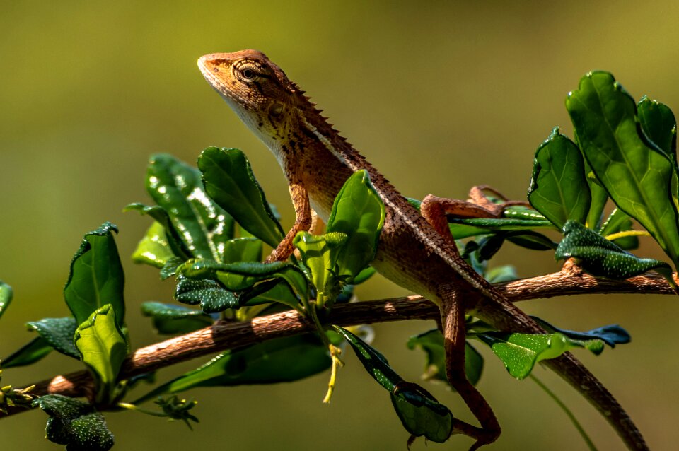 Reptile colorful color photo