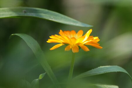 Plant medicinal plants bloom