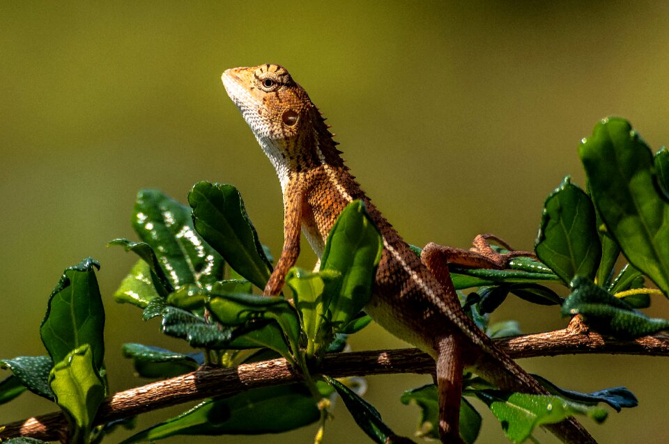 Reptile colorful color