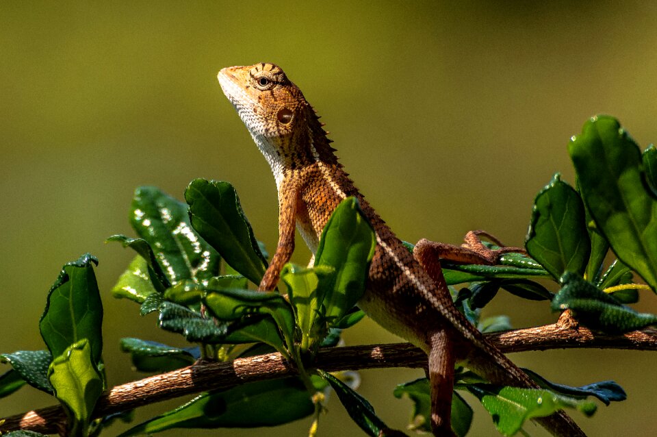 Reptile colorful color photo