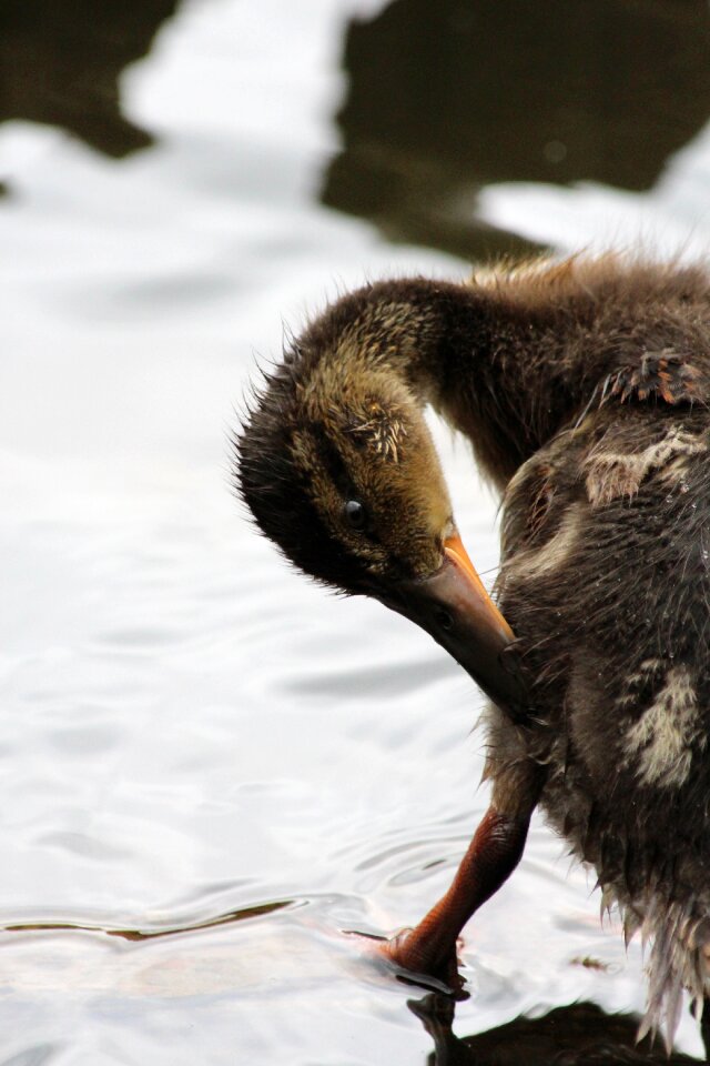 Young feathers mallard photo