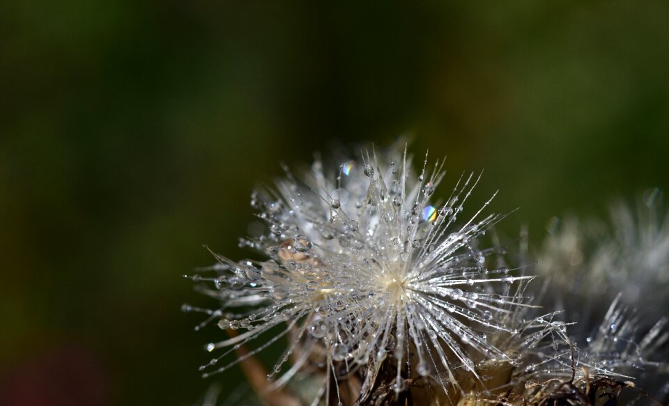 Thistle plant nature