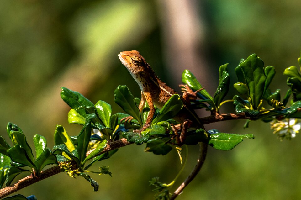 Reptile colorful color photo