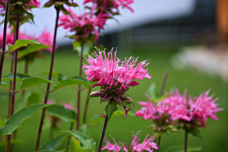 Bloom nature plant