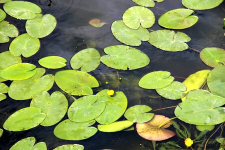 Nuphar lutea water plant flower