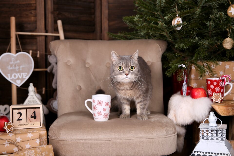 Pet christmass cute