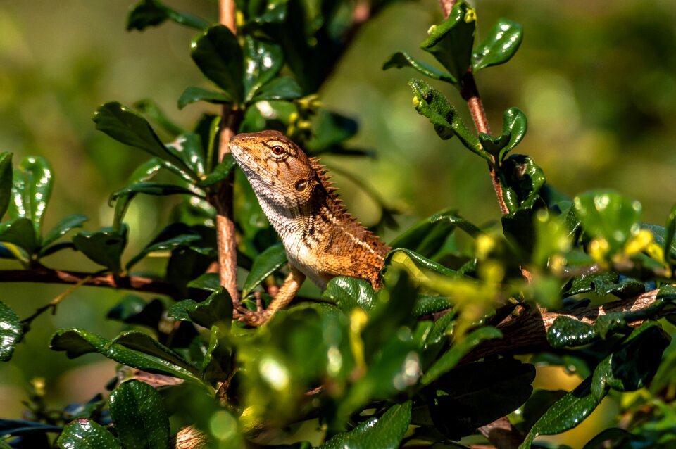 Reptile colorful color photo