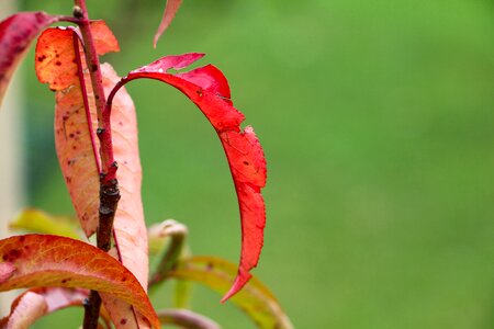 Fruit green leaf