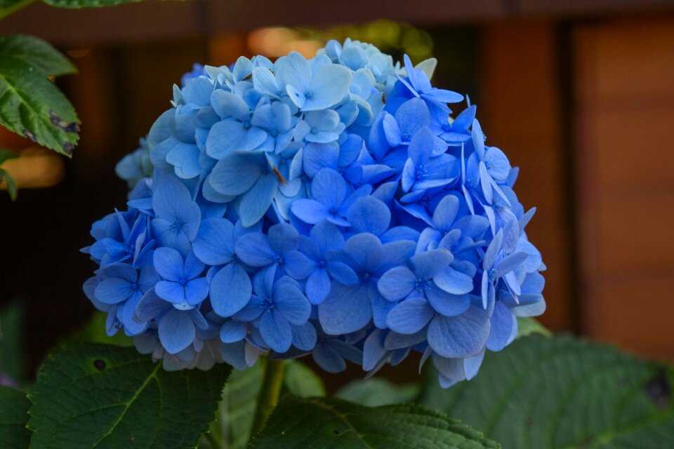 Flower bloom blossom