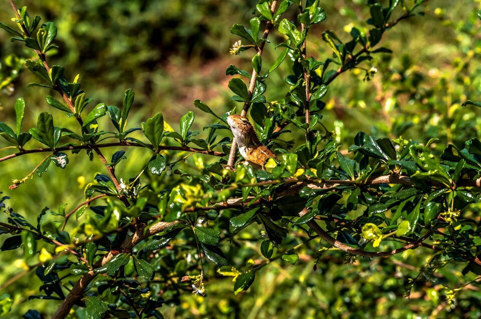 Reptile colorful color