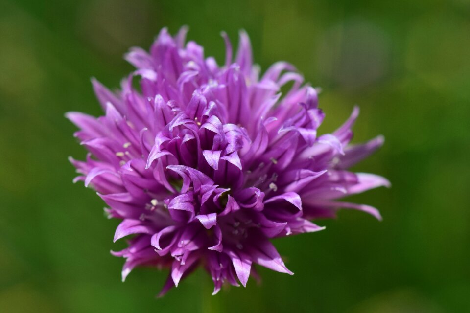 Bloom close up chives blossom photo