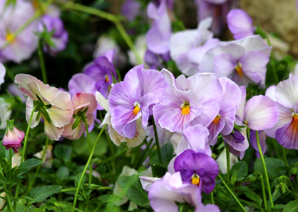 Plants bloom flower bed