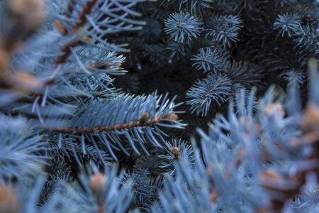 Snowflakes spruce new photo