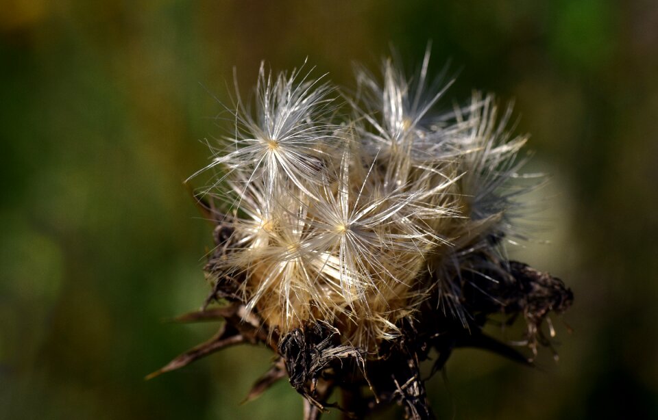 Thistle plant nature