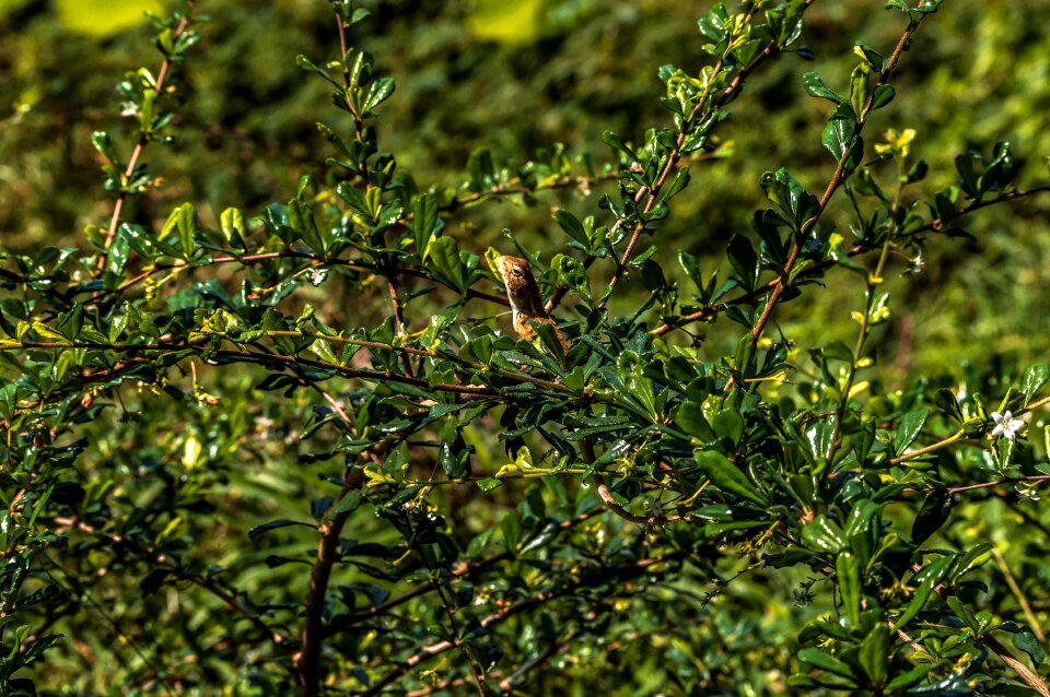 Reptile colorful color photo