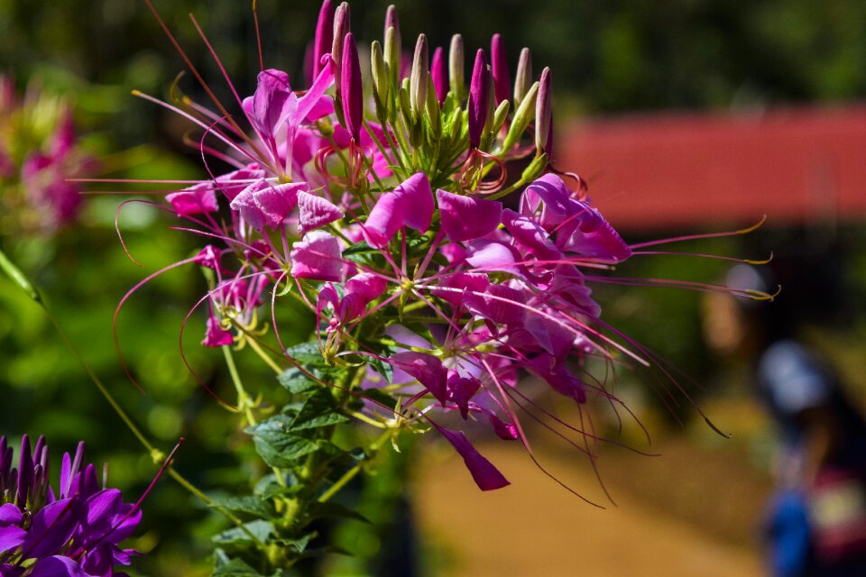 Bloom blossom plant