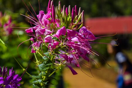 Bloom blossom plant