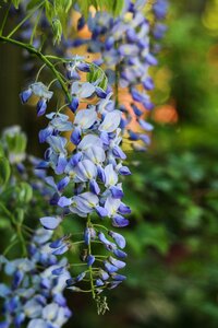 Creeper nature garden photo