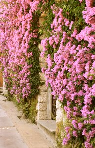 Ancient wall flower