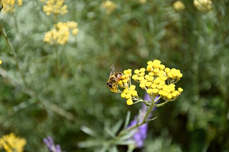 Macro honey bee pollen photo