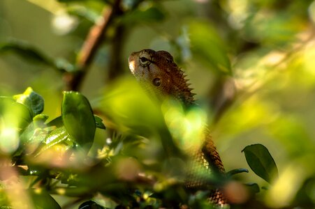 Reptile colorful color photo