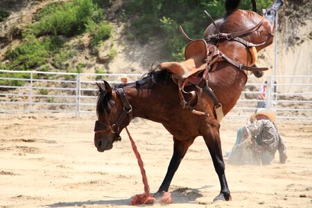 Western competition horse photo