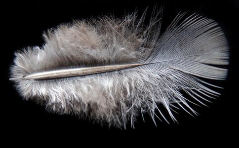 Plumage nature fluffy