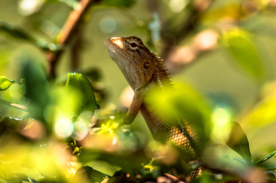 Reptile colorful color photo