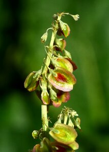 Close up nature reproduction
