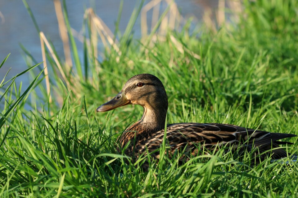 Mallard duck water bird nature photo